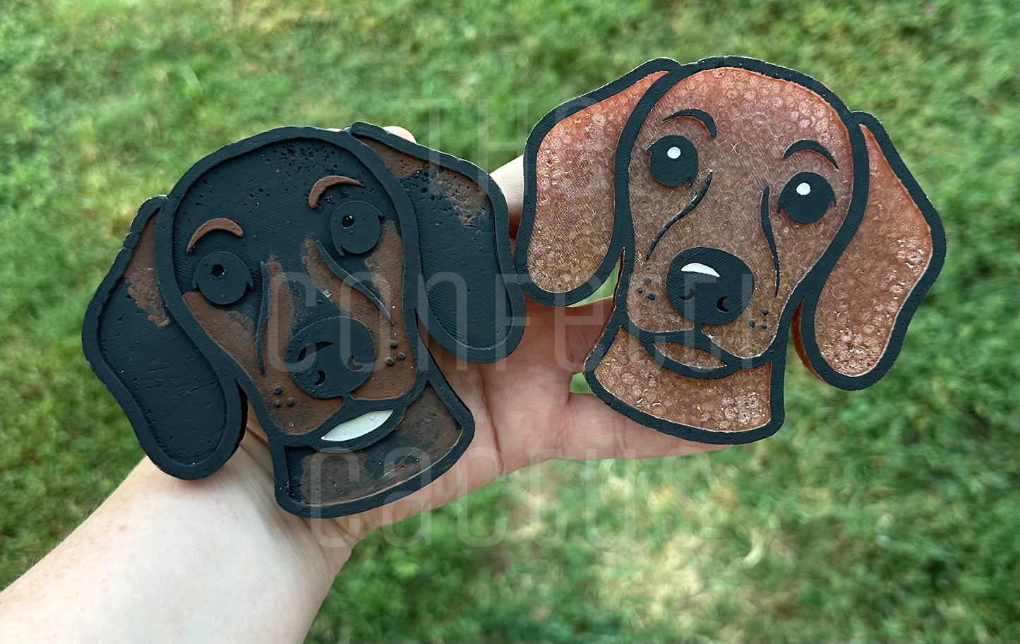 Dachshund
